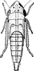 Nymph on Draeculacephala angulifera (Walker, 1851): (Observation).