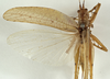 CollectionObject 1529798; 087b158f-77a4-41a6-a74c-16486240096c: female, dorsal view (holotype). (CollectionObject).