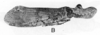 Habitus, lateral view: !! display not done !! on Fulgora laternaria (Linnaeus, 1758): (Observation).