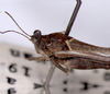CollectionObject 1520881; 84a8a4e9-e20f-41d8-93f7-7661743aacd9: male, dorso-lateral view (holotype of Probolotettix kevani). (CollectionObject).
