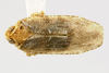 Habitus, dorsal view: (Observation).