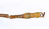 CollectionObject 1559025; f7d951c2-cb5f-48f5-9ad3-8b5196503370: copyright ANSP. male: end of abdomen, dorsal view (holotype). (CollectionObject).