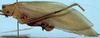 CollectionObject 1525181; ed8939ed-a21d-42d7-b561-eed8b37f30a2: female, lateral view (paralectotype). (CollectionObject).