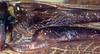 CollectionObject 1517439; f6b7cc4f-ae40-49c3-9cd3-f9f9f4ba071d: male stridulatory area (holotype). (CollectionObject).