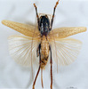CollectionObject 1541587; ee0ada3e-2aa1-4dc0-9633-098b3106195e, MNHN3225827: female, dorsal view. (CollectionObject).