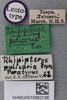CollectionObject 1517843; 584fe5b3-5e7a-4cb1-8fec-e8d9872dc262, NHMUK015982106: Mirhipipteryx pulicaria (Saussure, 1896). labels (lectotype). (CollectionObject).