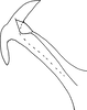 Aedeagus, lateral view on Buloria gyponinoides Distant, 1908: Aedeagus, dorsolateral view. (Observation).