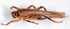 CollectionObject 1506461; 9ec82bb6-3b98-4b2e-b745-47bd3137269d: female, dorsal view (syntype of Gryllacris annulata). (CollectionObject).
