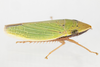 Live specimen on Draeculacephala balli Van Duzee, 1915: (Observation).
