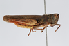 CollectionObject 2870568; CNCI 1010270, 3d61e2e9-145d-48b2-b239-fbc0836429dc: Chorthippus brunneus. (CollectionObject).