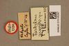 CollectionObject 1518979; d2912ee7-2c44-4ee7-ac3f-4f9af7add162, NHMUK015105297: labels (holotype of Tarbaleus gracilis). (CollectionObject).