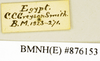 CollectionObject 1573043; 8bb9949a-fd61-4064-8e1f-4c3bdc434396: Copyright Natural History Museum, London. Labels from non-type (adult male) in BM(NH). (CollectionObject).