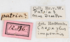 CollectionObject 1558172; 8948cf4d-207b-4e67-b86b-569924ea49cf: copyright NMW, Vienna. female, data labels (syntype). (CollectionObject).;CollectionObject 1558173; 08870ce4-b04c-4543-a31f-b1409d0348f5: copyright NMW, Vienna. female, data labels (syntype). (CollectionObject).