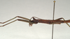 CollectionObject 1560709; 71a31e01-2952-4073-b56a-793134ecc899: copyright MIZ, Warsaw. male: head and thorax, lateral view (holotype). (CollectionObject).