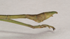 CollectionObject 1559453; 578e9e2a-4691-4089-8e01-37838b64286b: copyright Natural History Museum, London. male: end of abdomen, lateral view (paratype). (CollectionObject).;CollectionObject 1559454; ebecc9ec-62c2-4dee-968b-3db0f117c7ff: copyright Natural History Museum, London. male: end of abdomen, lateral view (paratype). (CollectionObject).