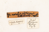 CollectionObject 1531249; d6f16c64-d76b-4b17-8ba8-f84ec70a98ce: female, labels (holotype). (CollectionObject).