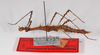 CollectionObject 1563578; 990093f4-dcf6-4009-af42-8f4f245cbba7: copyright ZMB, Berlin. female, lateral view (paratype). (CollectionObject).