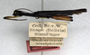 CollectionObject 1558272; 9b3e06da-4b96-431d-bc0d-941e98e5e1ec: copyright NMW. male, lateral view (paralectotype). (CollectionObject).