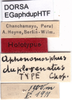 CollectionObject 1537572; b1c17bb6-b8a6-4d1b-bd1c-f113a1cfacfc: labels (holotype). (CollectionObject).