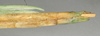 CollectionObject 1560081; NMW 1038, aba938c4-9bd8-45e9-a7af-9049b23addae: copyright NMW, Vienna. female: end of abdomen, lateral view (holotype). (CollectionObject).