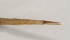 CollectionObject 1558545; NHMUK(SF IMPORT DUPLICATE) 844753, 8b6c281e-0e2d-4fe3-9c31-4b2526afe683: copyright Natural History Museum, London. female: end of abdomen, dorsal view of Bacillus peridromes (holotype). (CollectionObject).
