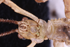CollectionObject 1559861; f403b3ce-58d5-4b3b-809a-d641f8053c8f: copyright SMTD. male head, ventral view (holotype). (CollectionObject).