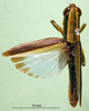 CollectionObject 1502463; 7e340042-63b0-4f99-9b23-8484542d979c: male, dorsal view (paratype of Tauchira bifasciata). (CollectionObject).