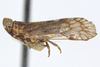Habitus, lateral view on Oecleus venosus Van Duzee, 1912: (Observation).