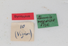 CollectionObject 2572001; cc5424a7-4973-417c-8942-034470ed2e26: male, labels (syntype of Tanusia variabilis). (CollectionObject).