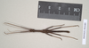 CollectionObject 1560145; NHMUK(SF IMPORT DUPLICATE) 844685, 8adfe78e-06eb-47c2-85fa-a4856868b1a1: copyright Natural History Museum, London. male, dorsal view (holotype). (CollectionObject).