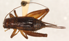 CollectionObject 1544334; c3cd75a2-8071-4b7b-a05e-b1f2b2afffd6: female, dorsal view (allotype). (CollectionObject).