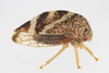 Live specimen on Cyrtolobus arcuatus (Emmons, 1855): (Observation).