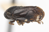 Habitus, lateral view: !! display not done !! on Clastoptera brunnea Ball, 1919: (Observation).