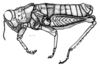 Uretacris lilai Liebermann, 1943: Fig. 227. male habitus. (Otu).
