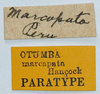 CollectionObject 1585090; 93f2a665-b597-4a57-8058-5744de51ee53: labels (paralectotype). (CollectionObject).