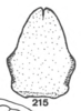 Subgenital plate, ventral view on Anisostylus elongatus (Fowler, 1895): (Observation).