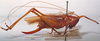 CollectionObject 1503250; MBBJ 3225970, ab3a807a-eea6-42fd-b006-8515aa748e09: female, lateral view. (CollectionObject).