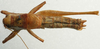 CollectionObject 1520615; d4a0c3fa-29df-4746-a5d1-9b0f0c2f3c24: male, dorsal view (paratype of Pholidoptera caucasicus). (CollectionObject).