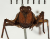 CollectionObject 1529914; NHRS NRM-ORTH 12987, 874a5db5-c31e-404d-963d-94d9b170acf5: female, frontal view (holotype). (CollectionObject).