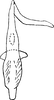 Aedeagus, ventral view on Asymmetrasca kishtwarensis (Sharma, 1984) now Asymmetrasca kaicola (Dworakowska, 1982): Aedeagus, ventral view. (Observation).