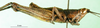 CollectionObject 1568775; 3a0433b0-8bcc-45ef-8107-f207e2717f6d: male, lateral view (paratype). (CollectionObject).