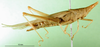 CollectionObject 1501020; f256d971-ccd9-44a5-bf4c-3cd73b83fc24: female, lateral view (lectotype of Atractomorpha madacassis). (CollectionObject).