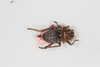 CollectionObject 1505709; f064a080-3cbe-4761-aa68-dd00f2c52683: female, dorsal view (syntype #2). (CollectionObject).