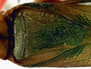 male stridulatory area (holotype). Depicts CollectionObject 1517279; 56ce26bd-0210-48b8-a484-82b50e7588cd, a CollectionObject.