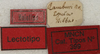 CollectionObject 1534979; ce1bdedc-dd90-4e2f-be36-2368e325d7e6: labels (lectotype). (CollectionObject).