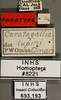 Other on Ceratagallia lupini Oman, 1939: Labels. Labels for the specimen used for the dorsal and lateral pictures. (Observation).