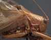 CollectionObject 1476045; 1006c014-b5e0-4756-b06a-262860ccefe6: male head and pronotum, lateral view (syntype). (CollectionObject).