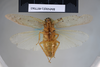 CollectionObject 1573263; 010e2afc-cd69-4cef-8db2-2dc05f435b6f: Copyright NHM, London. Ventral view, male, non-type. (CollectionObject).
