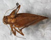 CollectionObject 1532240; NMW 4097, ba366356-2ada-4d9c-8576-41b04694daf4: female, dorsal view (syntype). (CollectionObject).