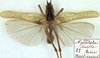 CollectionObject 1532828; NMW 7872, a111c179-d220-4e4e-b2a7-978fbe0208da: male, dorsal view. (CollectionObject).